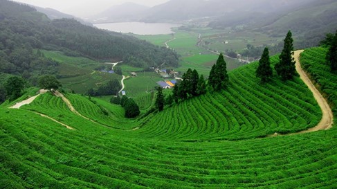 مزارع الشاي في تركيا